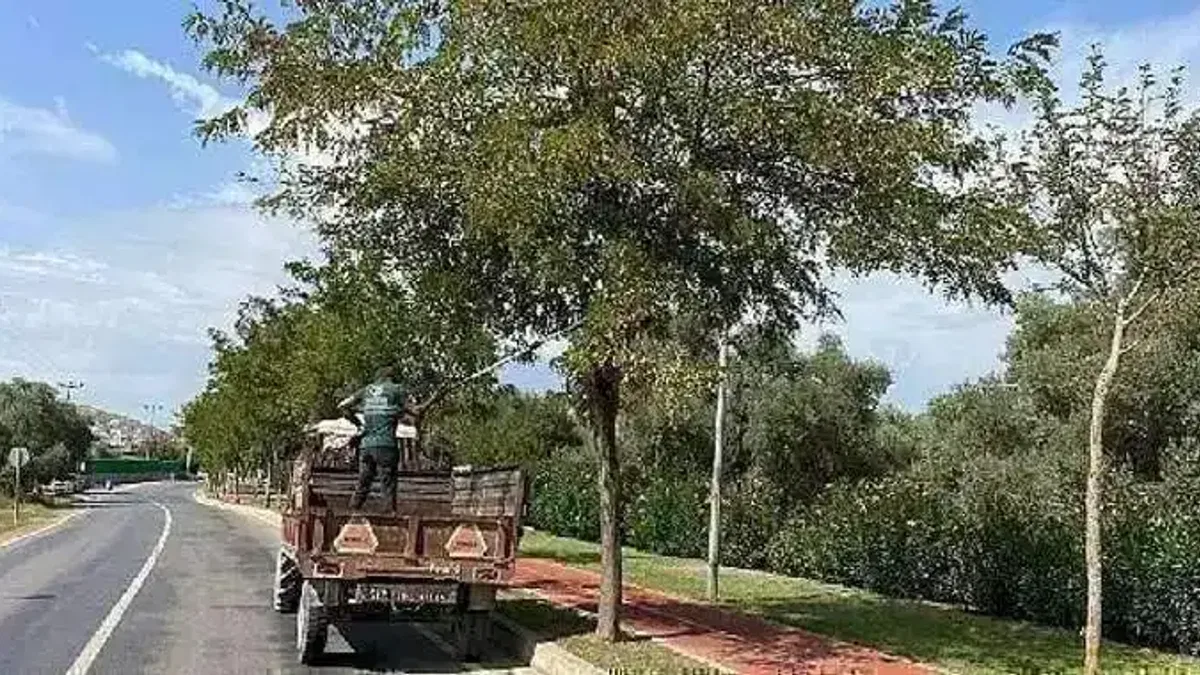 Milas Belediyesi mevsimsel bakım çalışmalarına devam ediyor