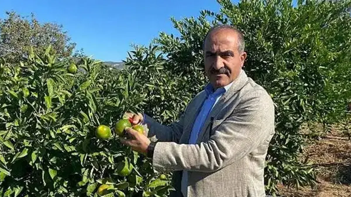 Satsuma mandalinanın ihracat yolculuğu 18 Ekim'de başlıyor