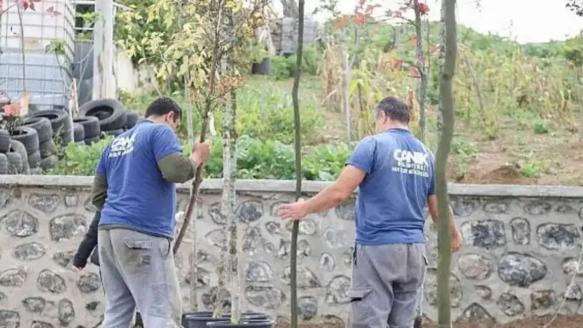 Canik'te 33 bin 668 Ağaç Kurtarıldı