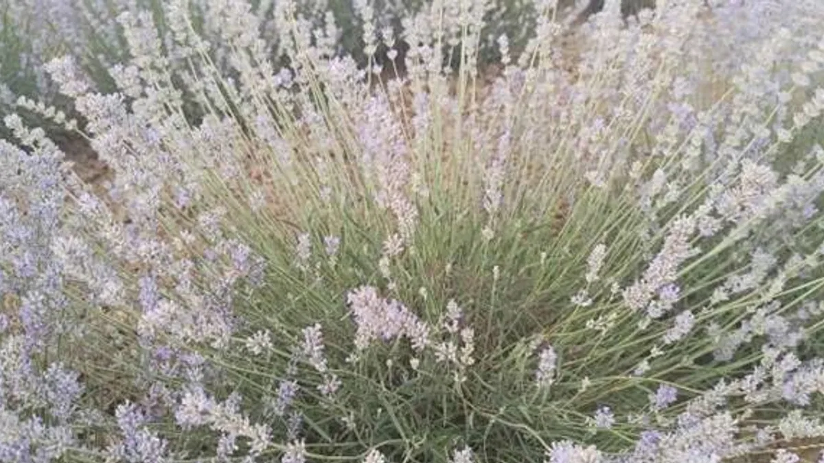 Yenimuhacır lavanta bahçesi ile tanıştı