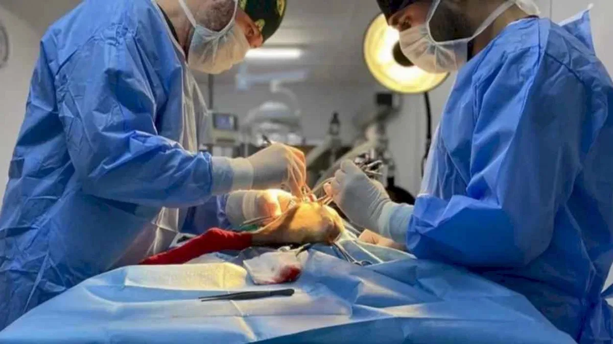 Bursa Osmangazi’de ayda ortalama 200 kedi kısırlaştırılıyor