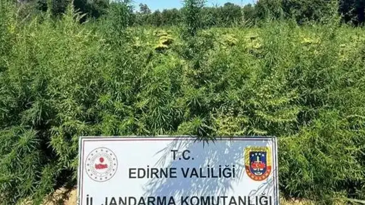 Edirne'de binlerce kök kenevir el konuldu