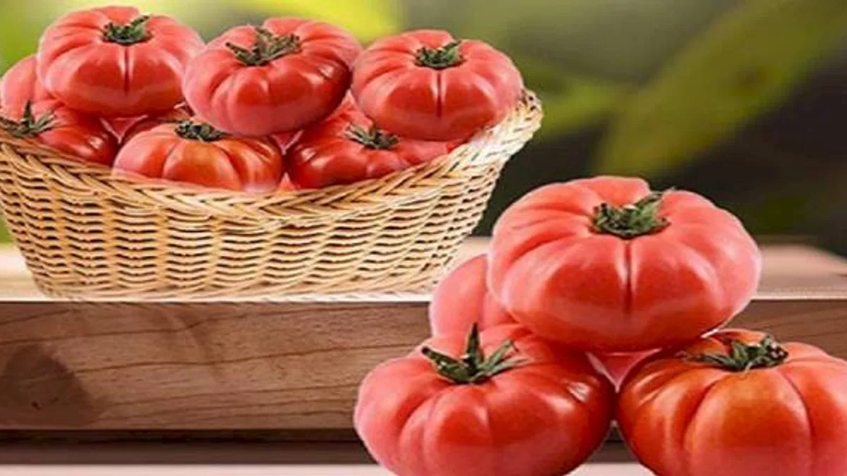 Ayaş yollarını aştı AB'ye ulaştı! Ayaş Domatesi tescilleniyor
