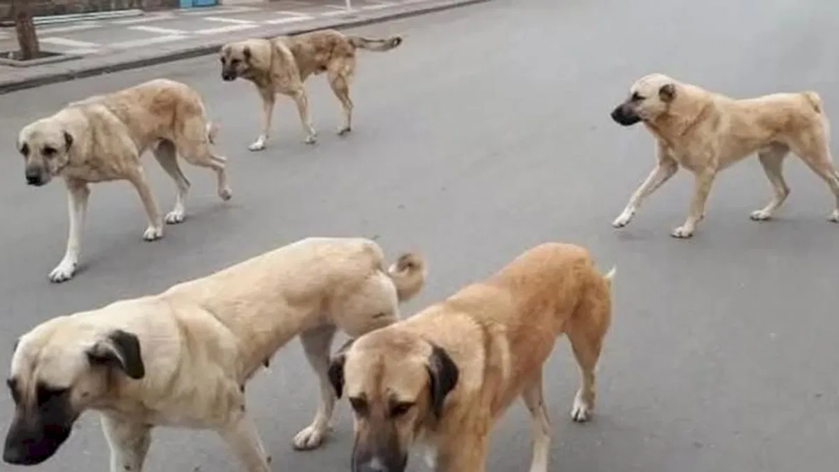 Yozgat’ta sahipli hayvanlara mikroçip zorunluluğu başladı