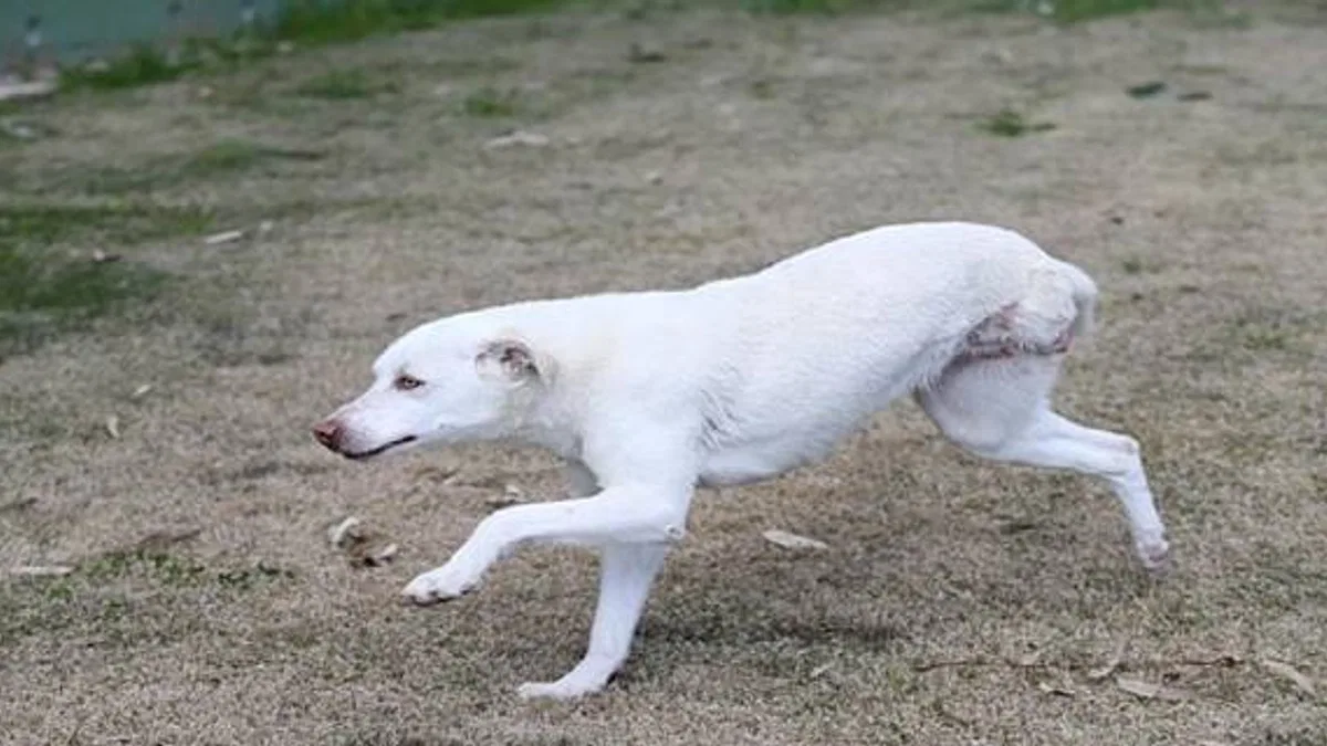 Karşıyaka'nın ampute köpekleri emin ellerde