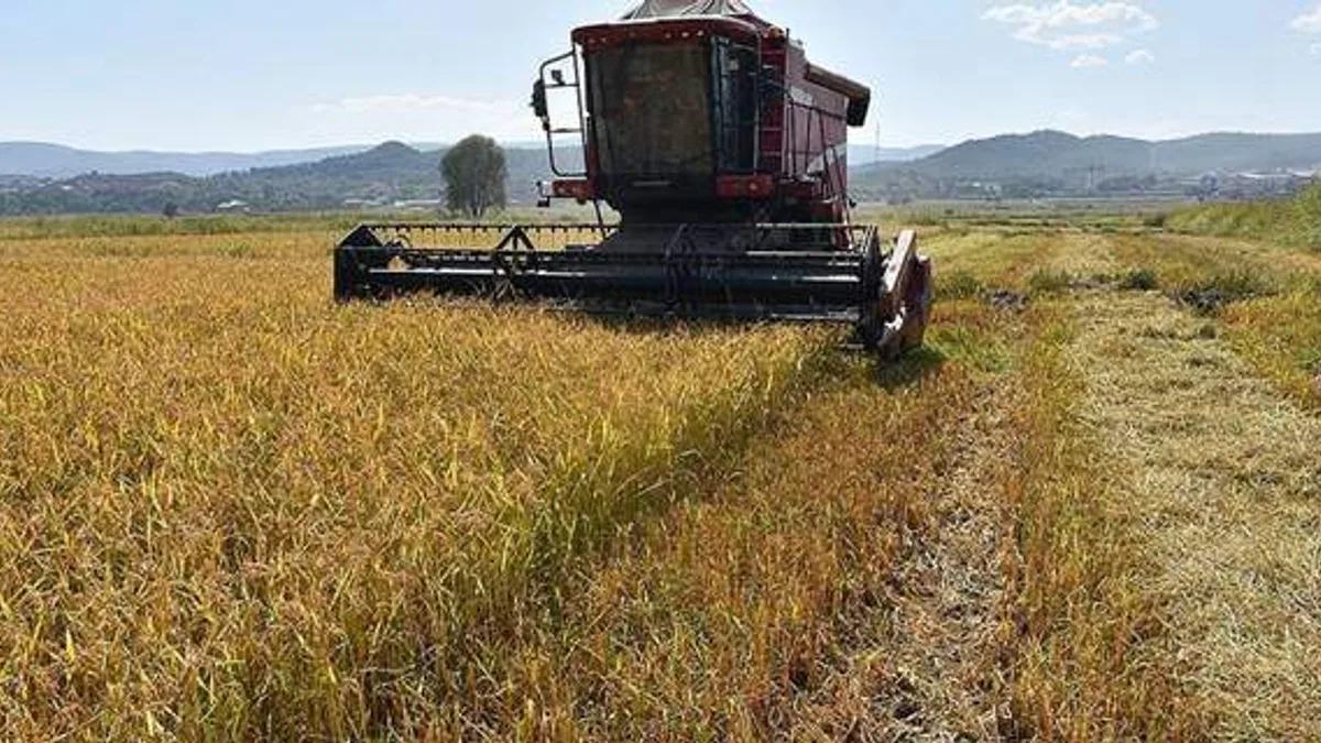 Sinop'ta çeltik hasadına başlandı