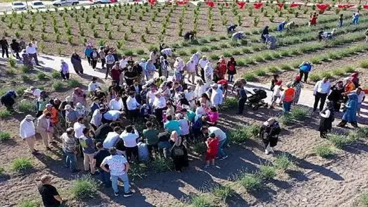 Keçiören'deki Lavanta ve Gül Bahçesi'nde Hasat Zamanı