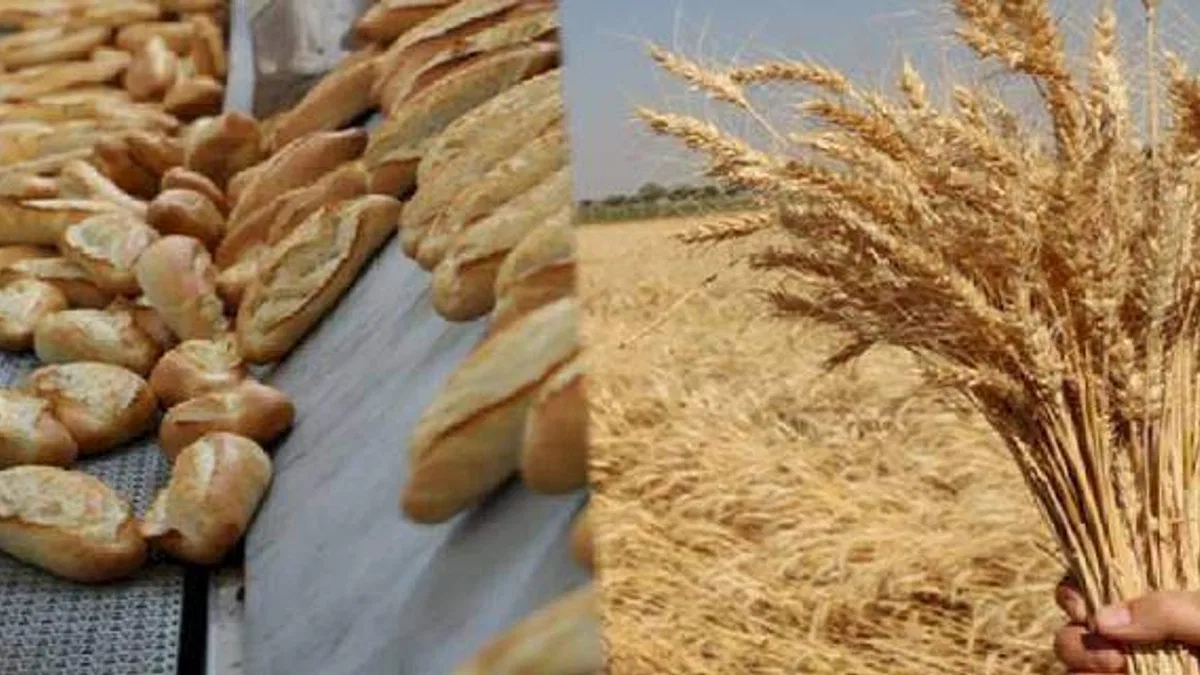 Hem ekmek üretiyor, hem de buğdayı