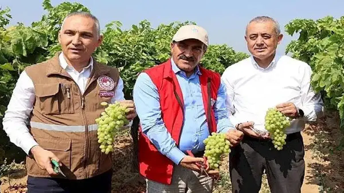 Yaş üzümde 200 milyon dolar aşılacak