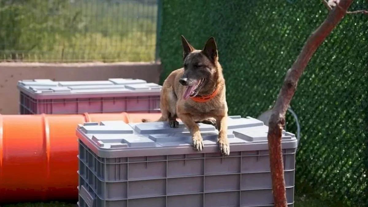 Arama kurtarma köpekleri afetlerin umut ışığı