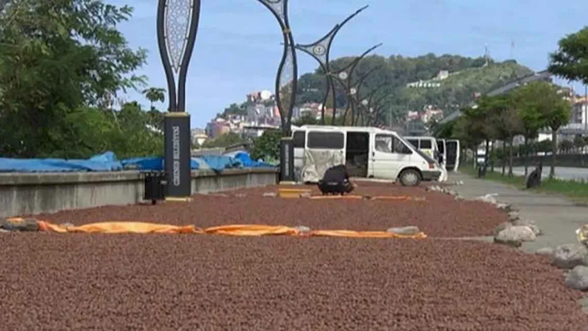 Fındık Giresun'da mekanları değiştirip dönüştürüyor