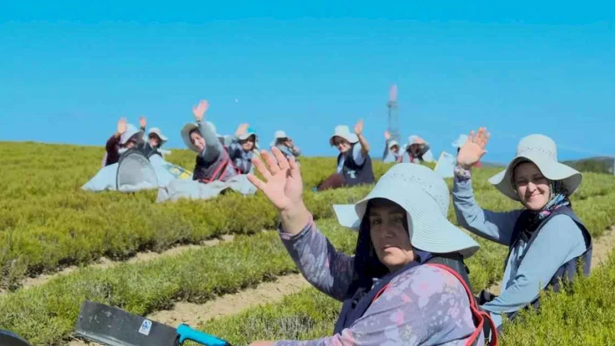 Kocaeli'de 1.140 dekarlık alanda biberiye zamanı