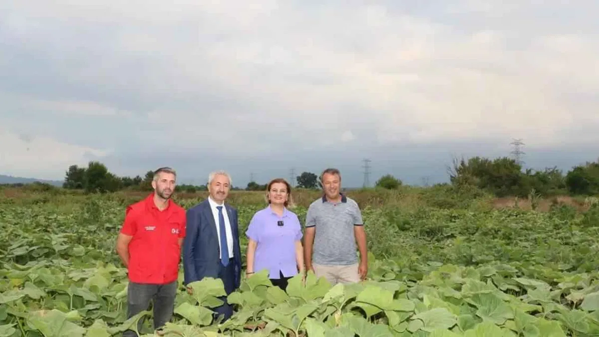 İzmit'ten balkabağı üretimine yerel destek
