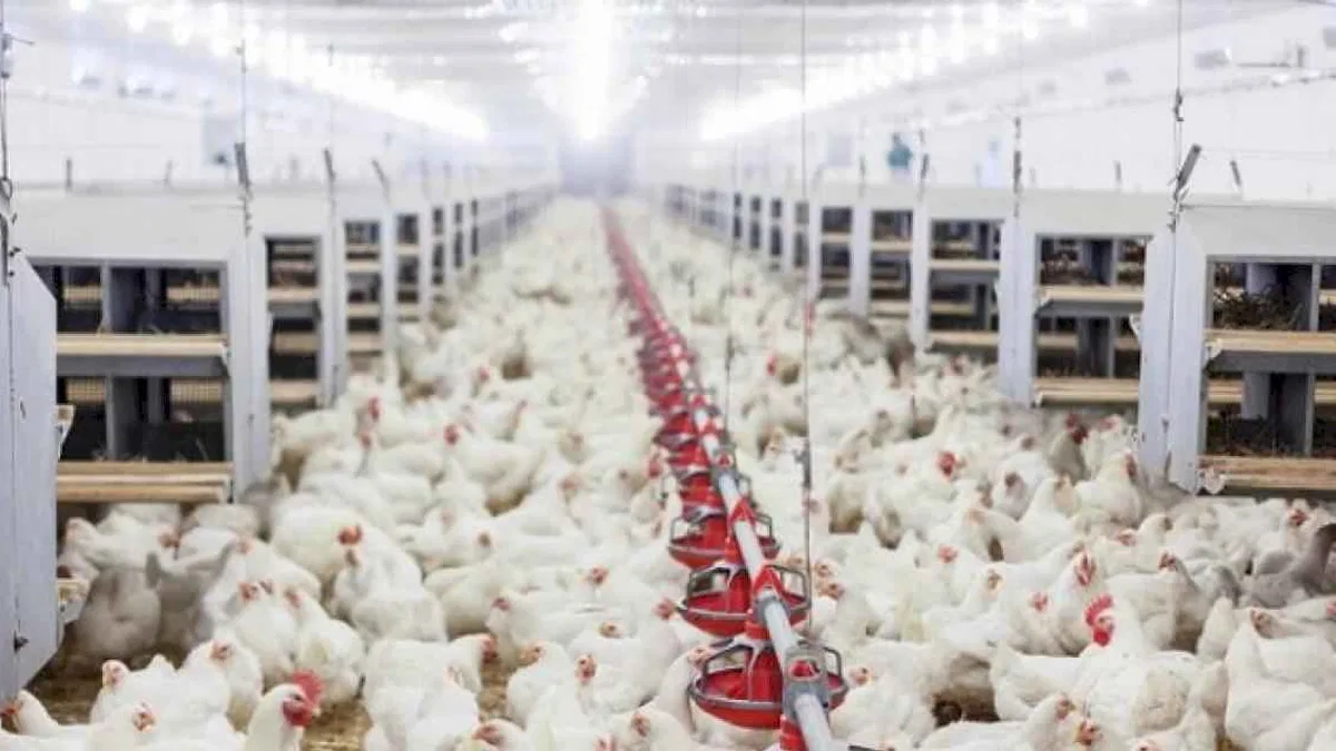 Tavuk yumurtası üretimi yüzde 6,3 arttı