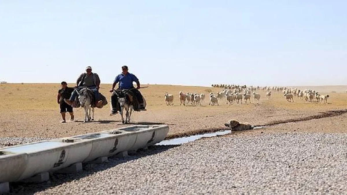 Konya Büyükşehir Hazırladığı Sıvatlarla Hayvanlara Can Suyu Olmaya Devam Ediyor