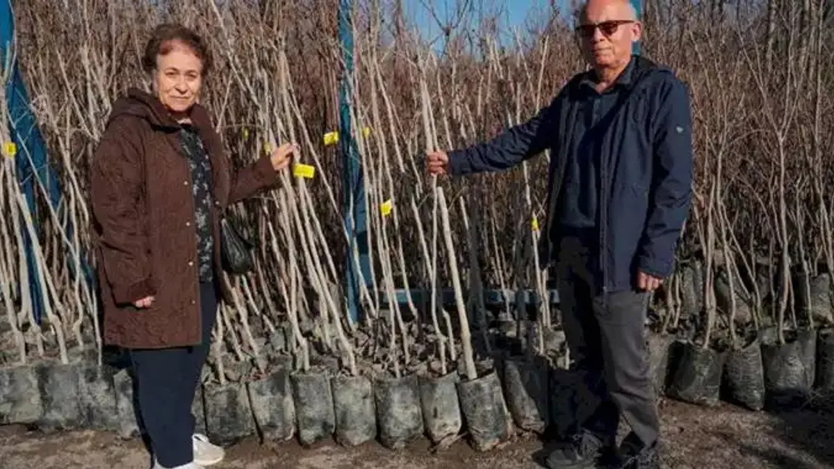 Kocaeli 3 bin 600 Trabzon hurması fidanı dağıtıyor