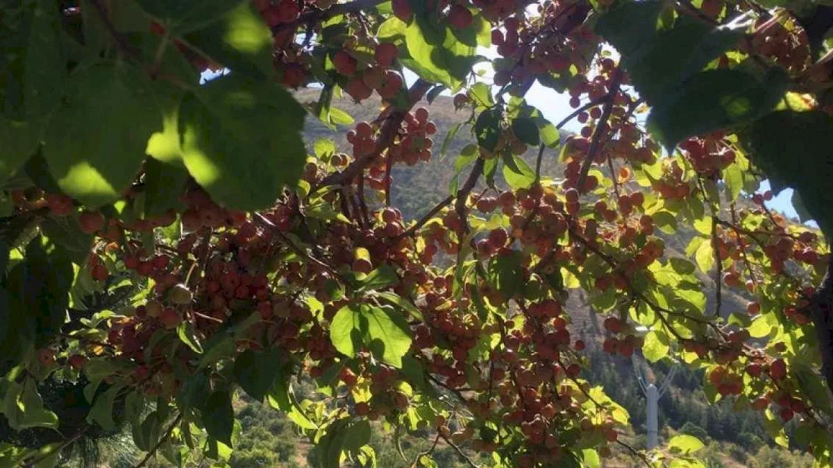 Kayseri'de Ali Dağı'ndaki süs elması göz kamaştırıyor
