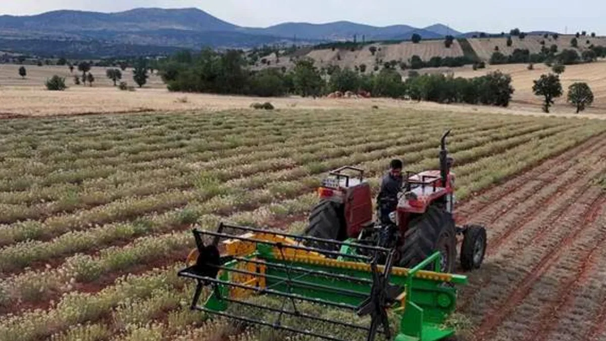 Güneysınır’da kekik hasadı: Kuraklığa dirençli tarımda yeni dönem