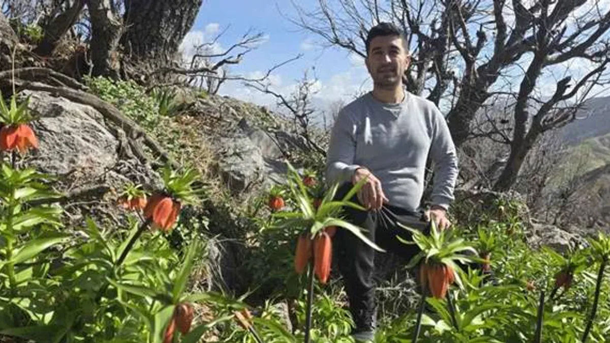 Batman Sason’da ters laleler görücüye çıktı