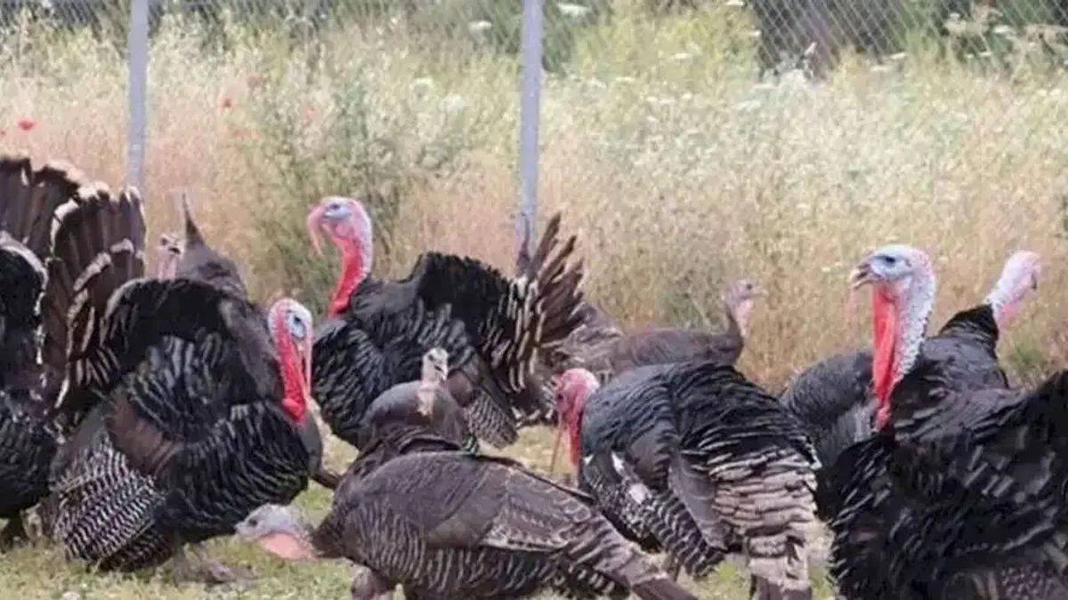 Hindi eti üretimi 9 ayda yüzde 16,7 arttı