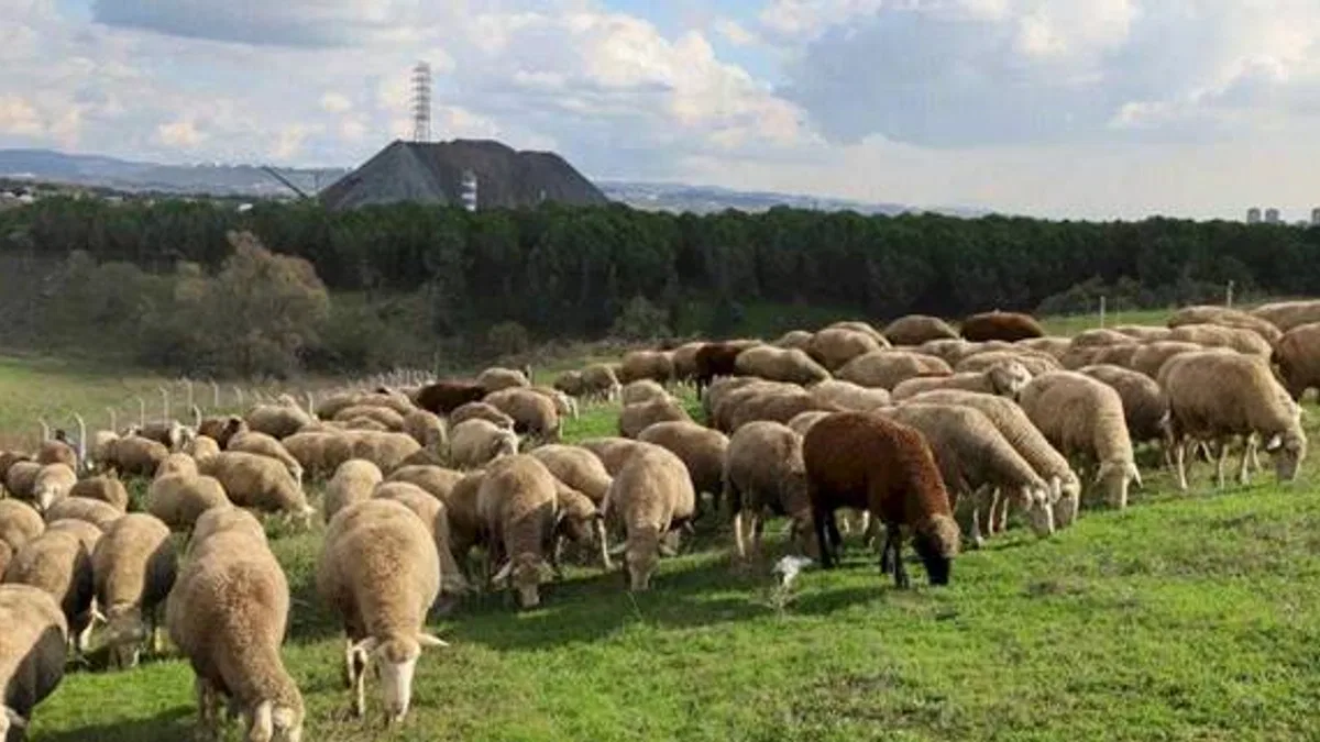 Kocaeli'de damızlık koç desteğiyle kuzulama oranları artıyor