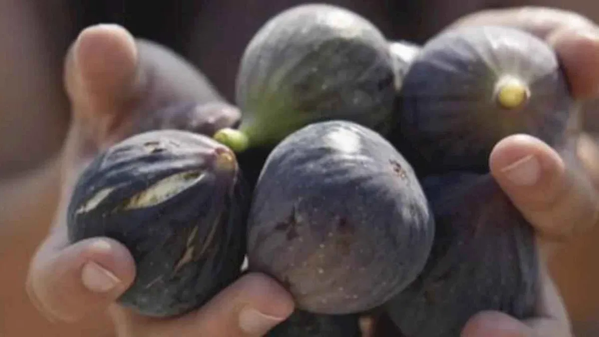 Mersin’de incir fidanları meyve vermeye başladı