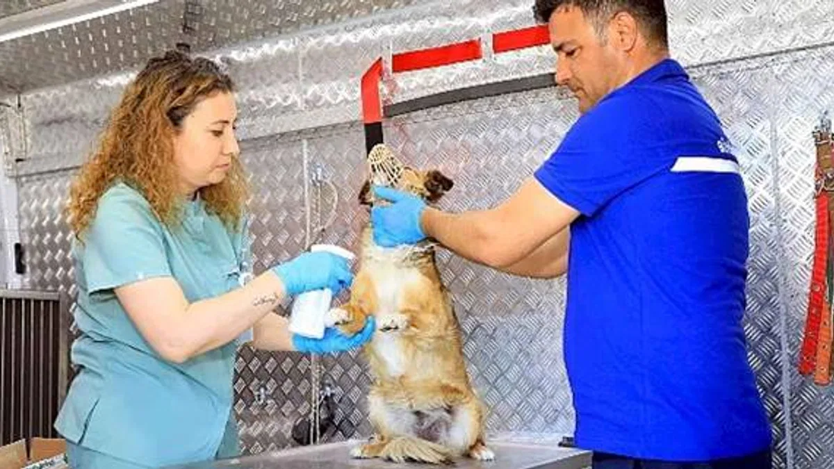 Muğla Büyükşehir'in sokak hayvanları için acil müdahale aracı ilçelerde hizmete başladı