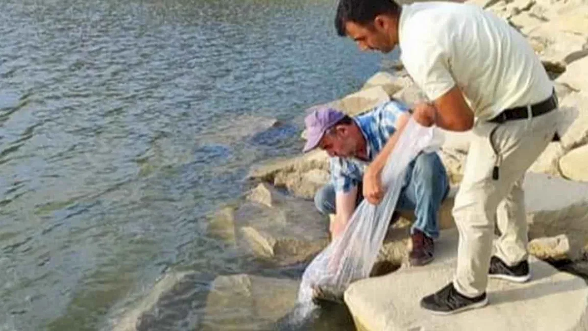 Bursa Yenişehir göletlerine binlerce sazan yavrusu bırakıldı