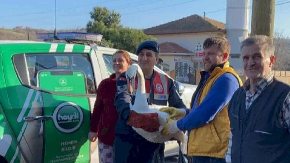 Uzunköprü’de yorgun düşen kuğu jandarma tarafından kurtarıldı