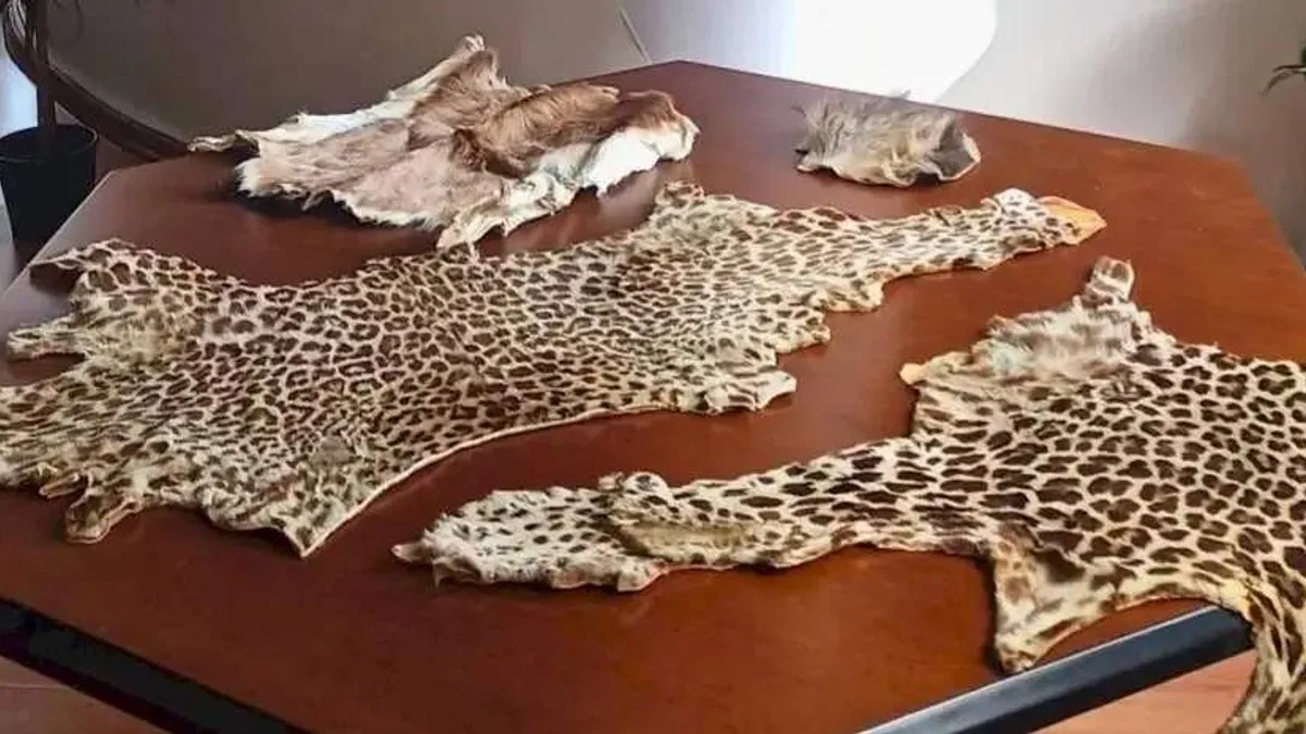 Çukurova Havalimanı’nda yasa dışı yaban hayvanı ürünleri ele geçirildi