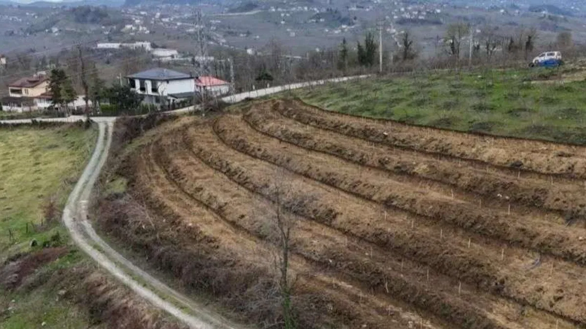 Ordu’da fındıkta verim artışı için yeni uygulama