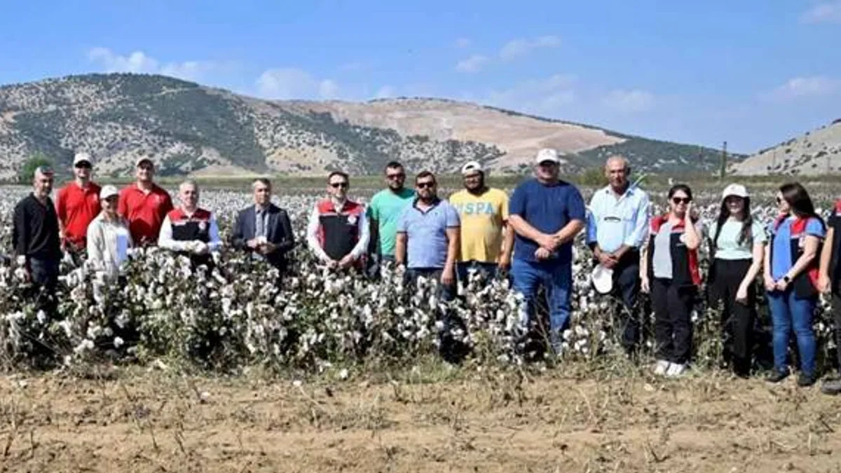 İzmir Torbalı'da teşvikli tarlalarda pamuk hasadı