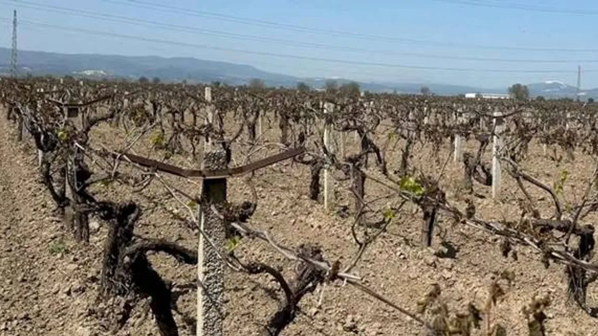Manisa Büyükşehir'den üreticiye 'zirai don' desteği