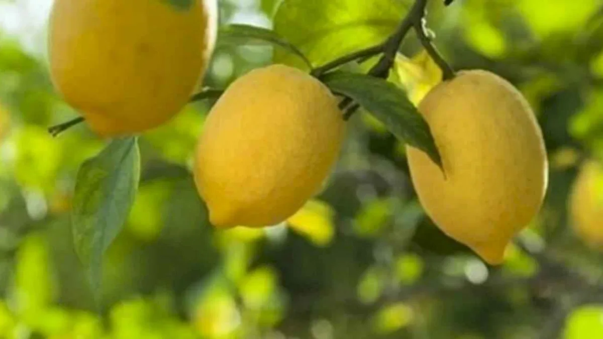 Ticaret'ten limon ihracatına geçici kısıtlama!