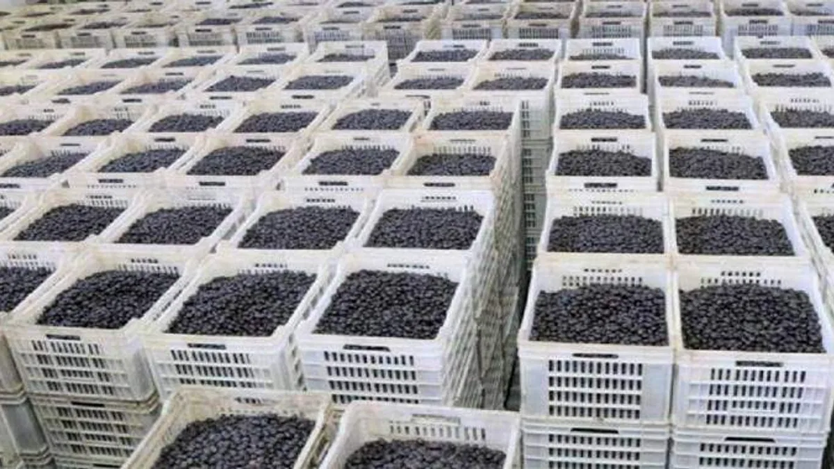Marmarabirlik zeytin üreticisine olan borcu sıfırlıyor