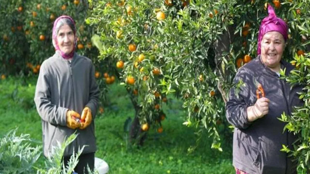 Mandalin hasadında imece ruhu canlandı