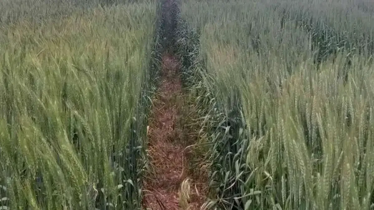 ETi yeni tohum çeşitlerini tescil ettirecek