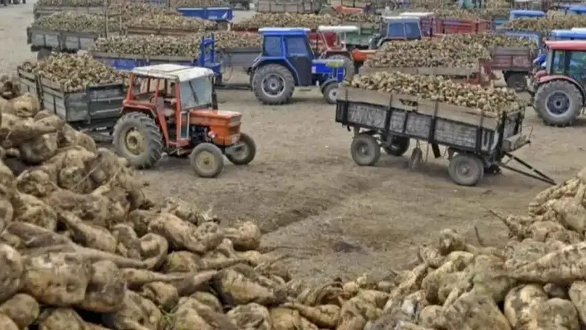 Ankara Şeker Fabrikası 14 bin ton pancar kuyruğu satacak
