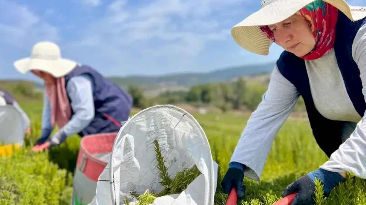 Kocaeli’de biberiye hasadı başladı