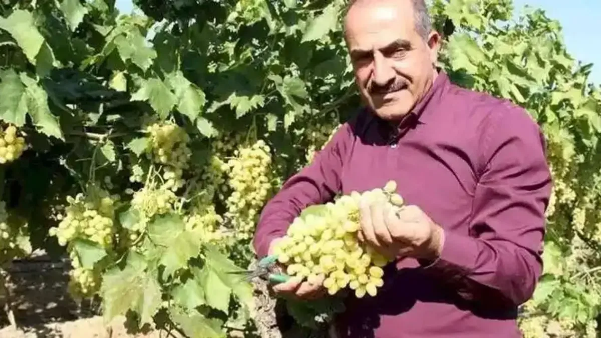 Sofralık üzüm 25'inde ihracat yolcusu