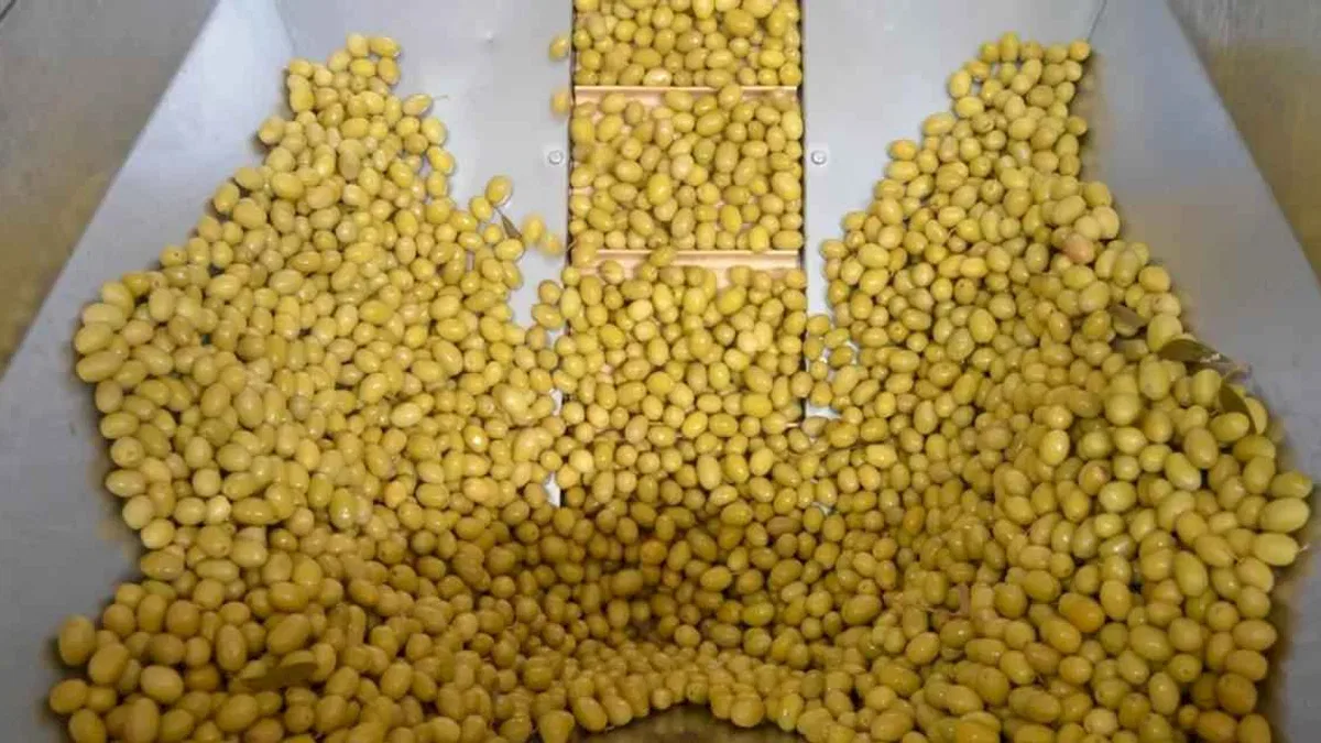 Sofralık Zeytin İhracatı Yeni Sezona Yüzde 13’lük Artışla Girdi