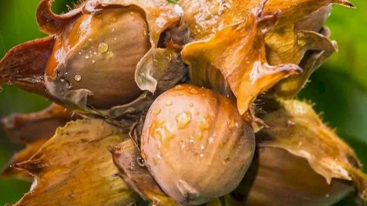Fındık yeterlilik derecesinde zirvede