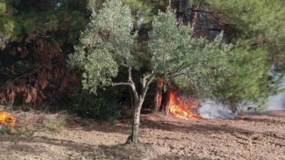 Mudanya Çağrışan'da tarım arazisinde çıkan yangın korkuttu