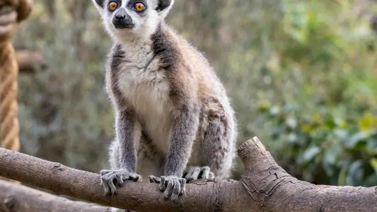 Lemur türlerinin korunmasına dikkat çekildi
