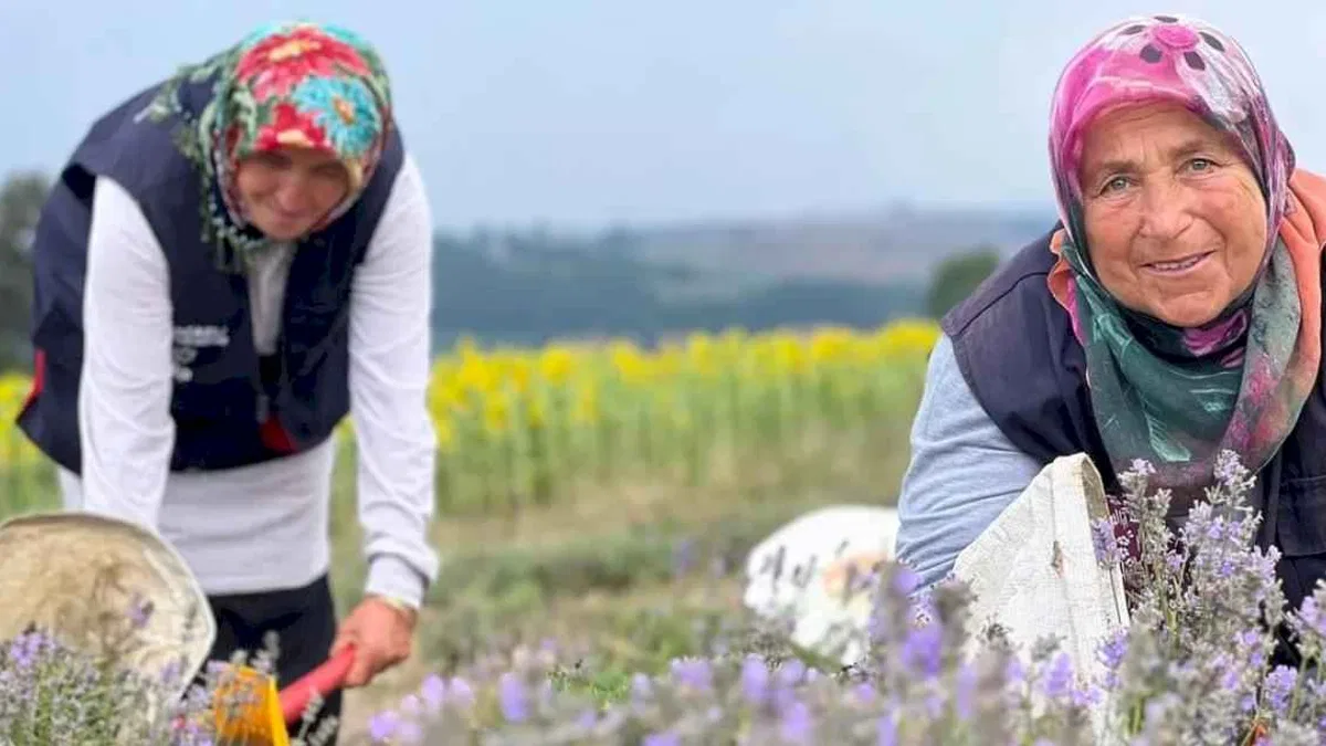Kocaeli’de mor tarlalarda lavanta hasadı başladı
