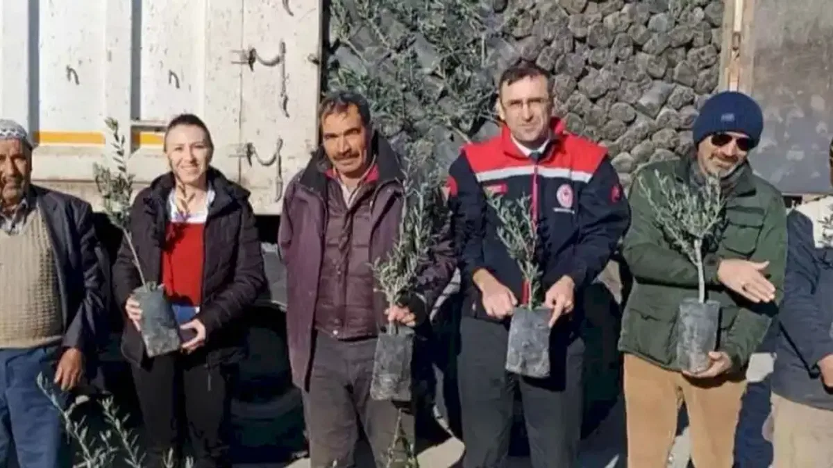 Uşak’ta çiftçilere 5 bin zeytin fidanı dağıtıldı!