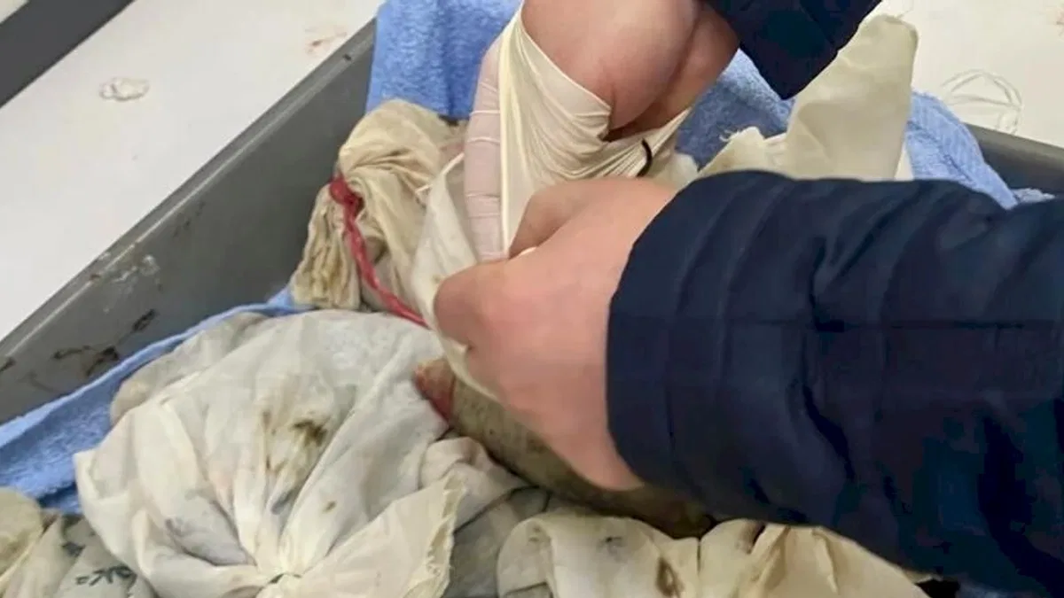 İstanbul Havalimanı’nda kaçak sülük operasyonu... 90 bin canlı tıbbi sülük ele geçirildi