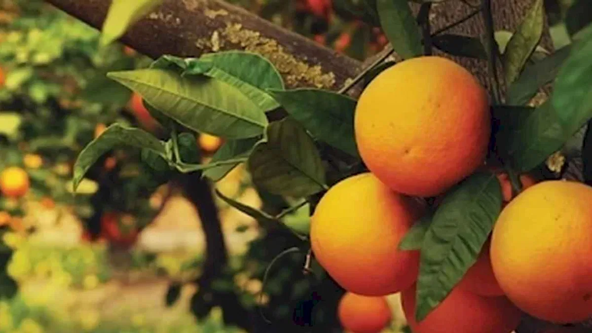 Turunçgiller tarım ürünlerinin zirvesinde