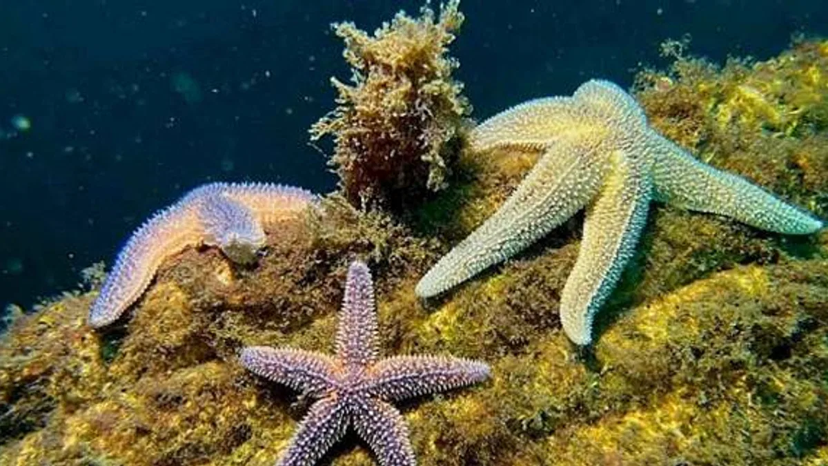 Yapay Resifler bir yılda 33 farklı deniz canlısına yuva oldu