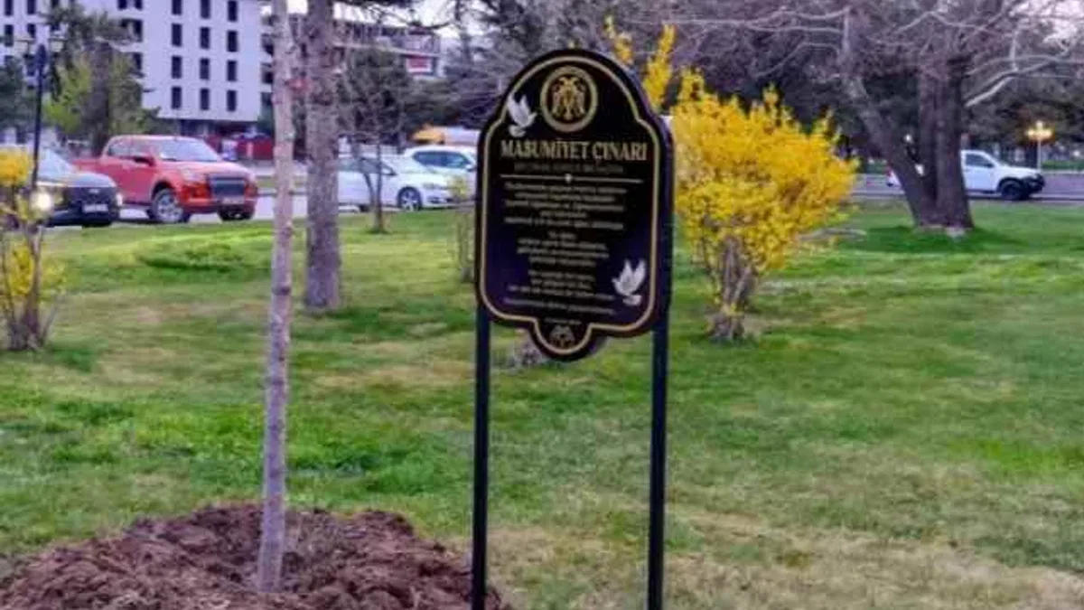 Masumiyet çınarları, kaybedilen canların hatırasını yaşatacak